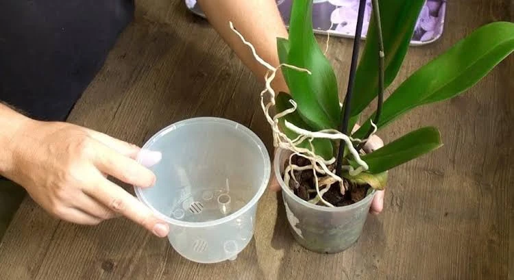 Як пересадити орхідею: покроковий гід без стресу для рослини